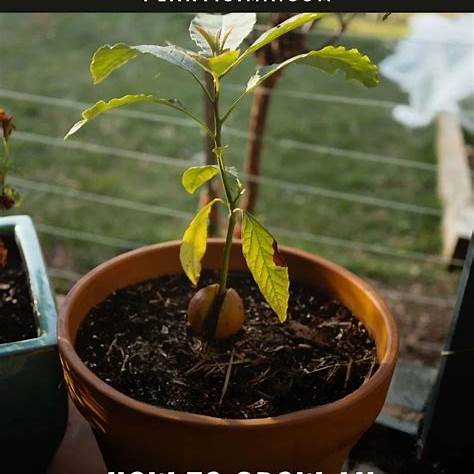 How to Grow Avocados in a Pot: The Beginner’s Guide to Container ...