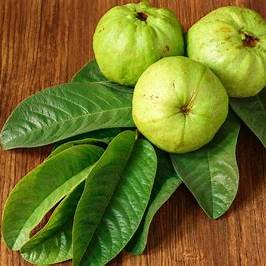 Guava Leaves for Blood Sugar Control: A Natural Ally for Diabetics