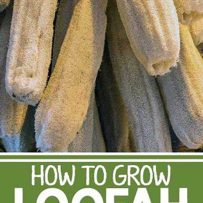 How to Grow Loofah: A Complete Guide from Seed to Sponge