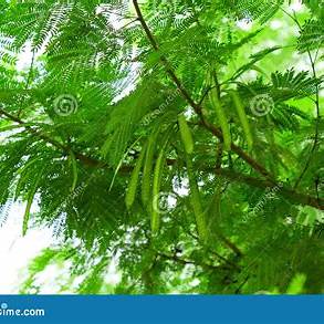 The Health Miracle of Moringa: An In-Depth Exploration of its 10 Key Benefits and Usage