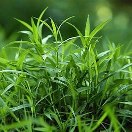 Crabgrass Health Benefits: From Backyard Weed to Wellness Ally – A Comprehensive Guide