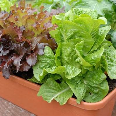 From Balcony to Table: Your Ultimate Guide to Growing Lettuce in Containers