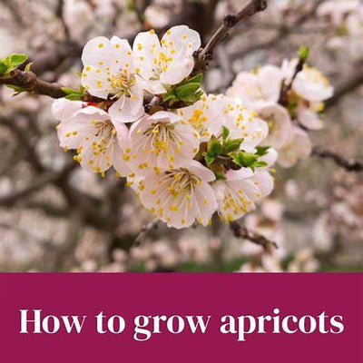 Indoor Apricot Oasis: Cultivating Sweetness From Seed to Harvest