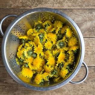 25 Compelling Reasons to Collect Dandelion Flowers Until Your Fingers Turn Yellow in 2025