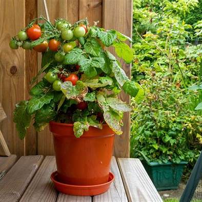 The Ultimate Guide to Growing Incredible Tomatoes in Containers: Real Tips That Actually Work