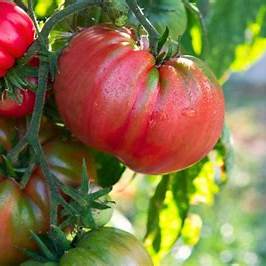 Never Plant Tomatoes Without This One Secret for Huge, Juicy Harvests