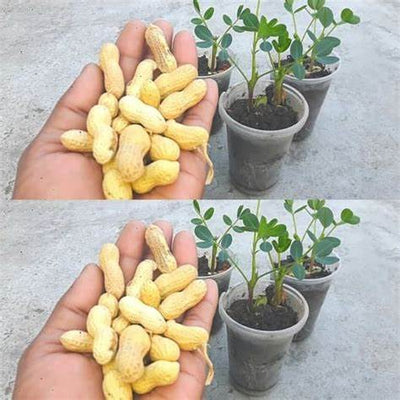 The Ultimate Guide to How to Grow Peanuts at Home: From Planting to a Bountiful Harvest in 2025