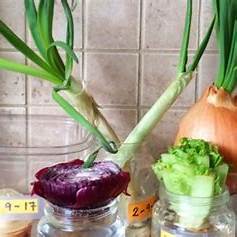 Unlock Your Kitchen's Potential: The Ultimate Guide to Regrowing Edible Foods from Tops in 2025