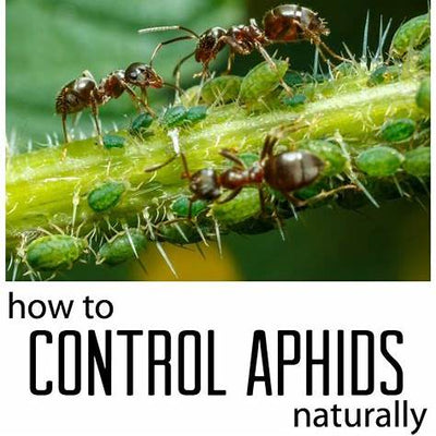 Keep Aphids and Insects Out of Your Home Naturally: A Powerful Eco-Friendly Remedy