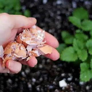 Unlock Your Best Tomato Harvest Ever: 8 Essential Additions for Your Planting Hole