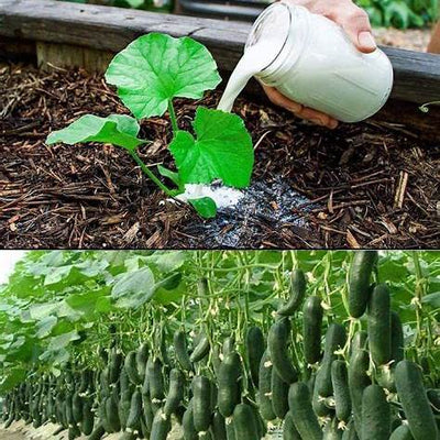 Double Your Cucumber Yield Naturally: A Gardener’s Comprehensive Guide to Organic Fertilizers in 2025