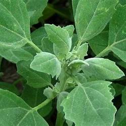 Rediscovering Lamb’s Quarters: The Wild Green with Hidden Superpowers