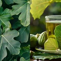 Unlocking the Healing Power of Fig Leaves: A Comprehensive Guide to Natural Remedies