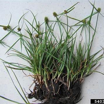 Kyllinga brevifolia (Rottb.): Unearthing the Medicinal Secrets of a Common Sedge