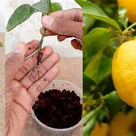 How to Grow Citrus Plants at Home from Cuttings: Your Comprehensive DIY Guide