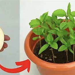 Grow Your Own Apple Trees from Scraps: A Comprehensive Guide to Apple Propagation