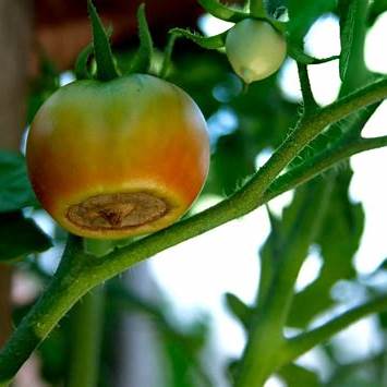 Unlock a Bumper Crop: Why Tomato Tips Turn Black (and It’s NOT From Lack of Water!)