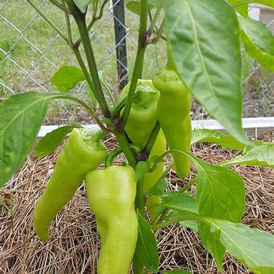 Unlocking the Secret Power of Burying a Banana Before Planting Peppers: A Comprehensive Guide for 2025 Gardeners