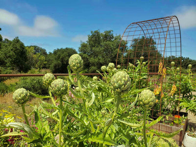 How to Grow Artichokes: The Complete Beginner’s Guide to Planting, Care & Harvesting
