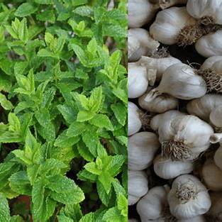 10 Powerful Herbs That Naturally Protect Crops from Pests