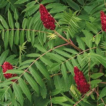 Sumac Tree Benefits: The Bold Spice with Healing Roots