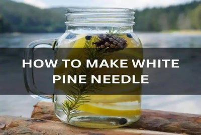 How to Make White Pine Needle Tea