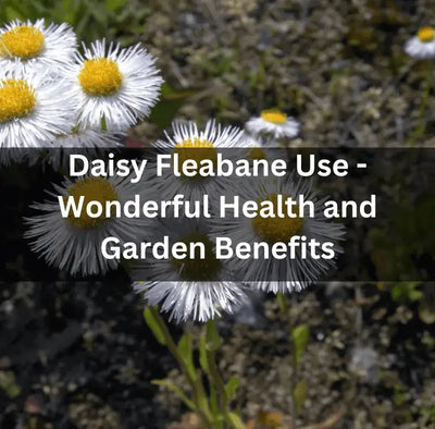 The Many Health Benefits of Daisy Fleabane