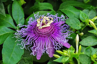 The Meaning Behind the Passion Flower