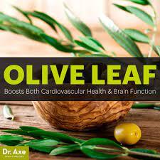 The Medicinal Uses of Olive Leaf