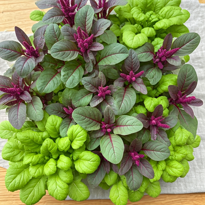 Microharvests of Flavor: Growing Baby Leaf Amaranth and Mustard Mixes