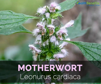 Motherwort: A Heart-Healthy Stress Reliever