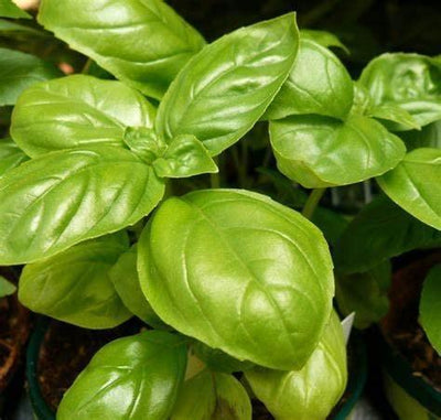 The Multiple Health Benefits of Basil Leaves