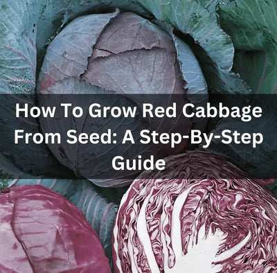 The Nutritional Benefits of Red Cabbage