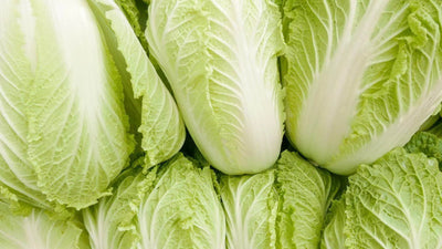 The Nutritious Benefits of Napa Cabbage