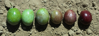 Gathering Olives: An Informative Manual Techniques for Olive Harvest