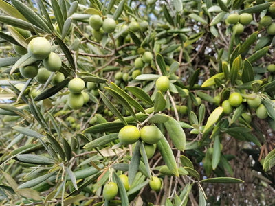 Optimal Growing Conditions for Olive Trees