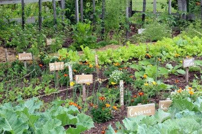 Optimal Location for Your Kitchen Garden