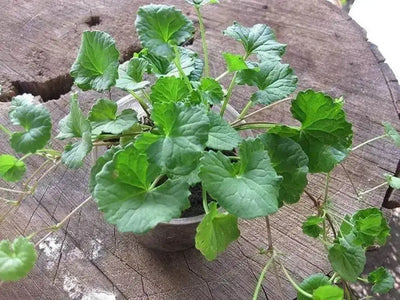 From Gotu Kola to Mullein: A Comprehensive Guide to Herbal Healing Plants