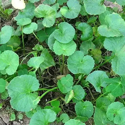 Explore the Benefits of Gotu Kola and Other Herbs