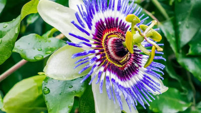 Passiflora Vines: An Overview