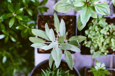 A Guide to Selecting Tree Seeds for Your Ecological Landscape