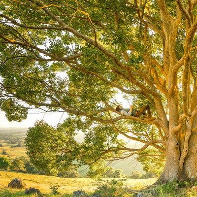 Choosing the Right Plant: From Seeds to Healing Gardens