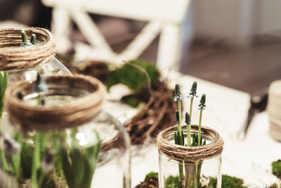 A Comprehensive Look at Tree and Garden Seeds for Healing Landscapes