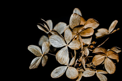 Experience the Timeless Beauty of Roses with Seeds for Your Dream Garden