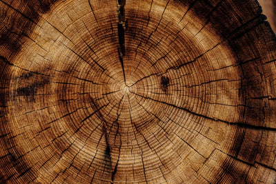 Exploring Tree and Grass Seeds for a Diverse Ecosystem