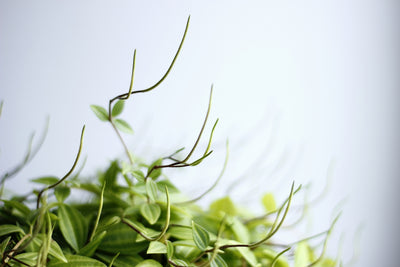 Designing Your Dream Garden with Healing Plants and Seeds