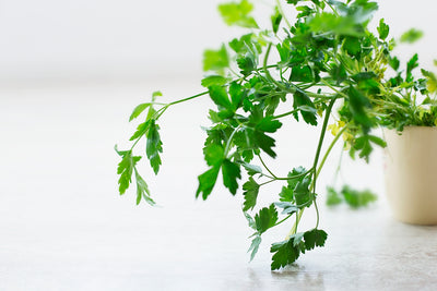 Discover the Power of Herbal Medicine and Healing Plants for Your Garden