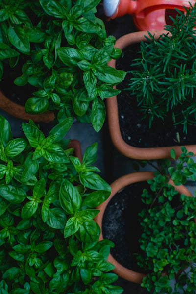 Revitalize Your Garden with a Hit of Freshness: Grow Chocolate Mint Plants for a Sensory Delight