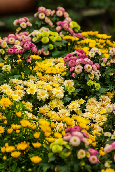 Unlock the Generations of Joy with Crown Daisy Chrysanthemums Where Asian Gardens Blossom