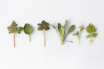 Herbal Medicine 101: Medicinal Herbs and Their Everyday Applications